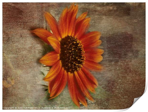 Red Sunflower 4 Print by Judy Hall-Folde