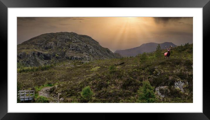 RED STAG IN THE SCOTTISH HIGHLANDS Framed Mounted Print by Tony Sharp LRPS CPAGB