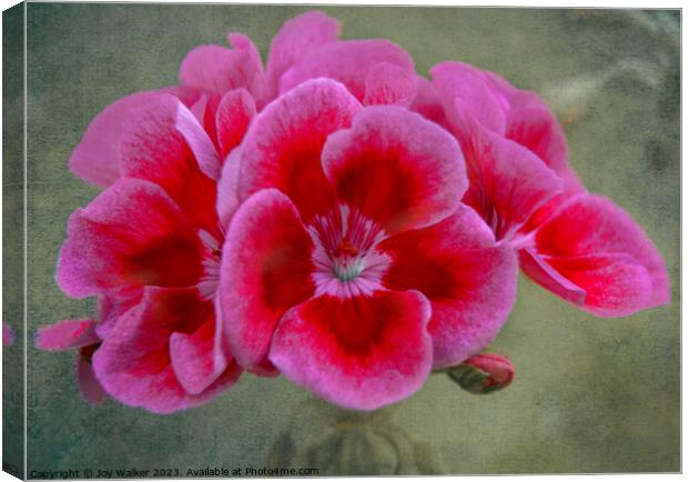 Pin Geranium flower Canvas Print by Joy Walker