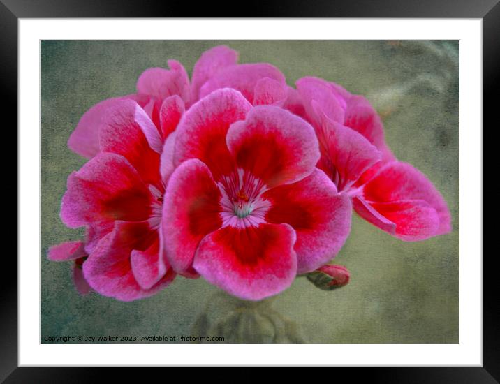 Pin Geranium flower Framed Mounted Print by Joy Walker
