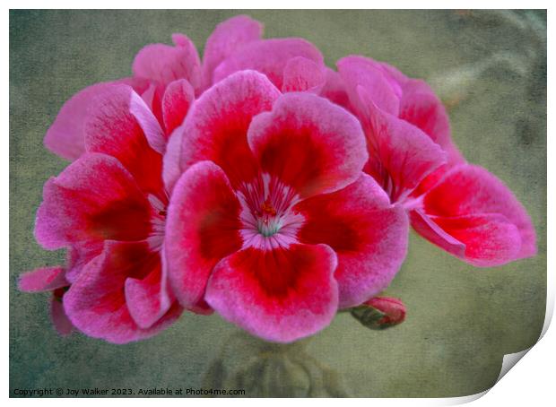 Pin Geranium flower Print by Joy Walker