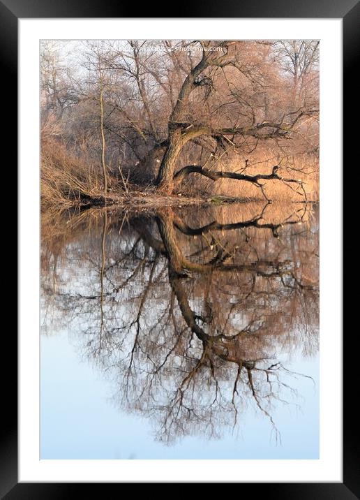 A tree reflected in the lake Framed Mounted Print by Stan Lihai