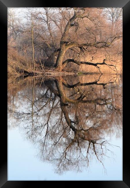 A tree reflected in the lake Framed Print by Stan Lihai