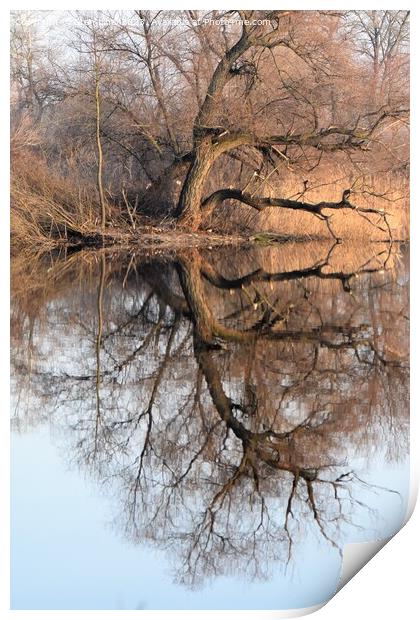 A tree reflected in the lake Print by Stan Lihai