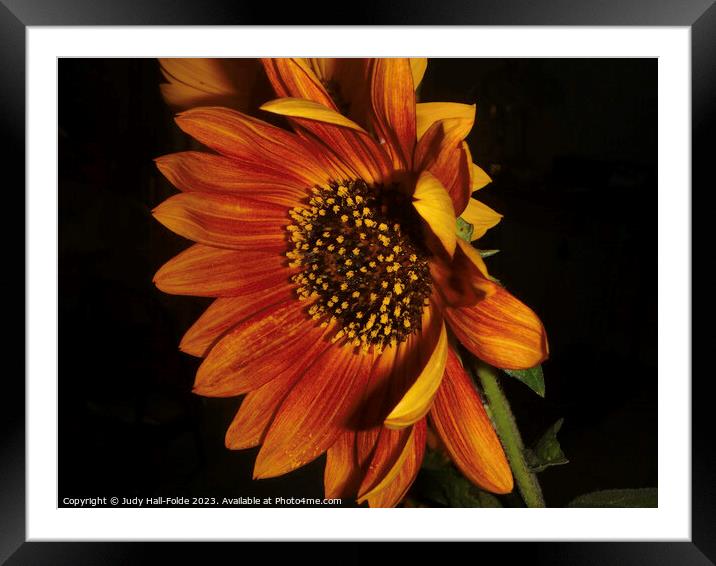 Red Sunflower 3 Framed Mounted Print by Judy Hall-Folde