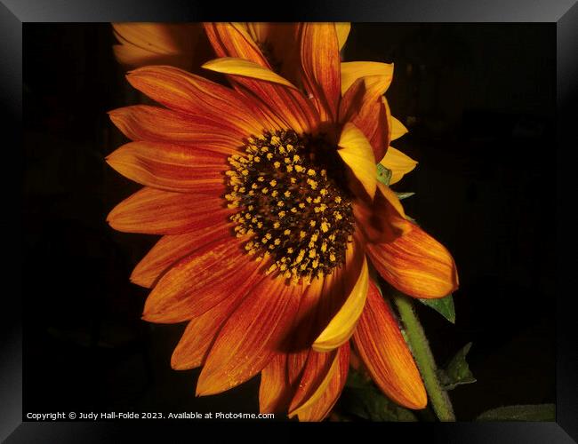 Red Sunflower 3 Framed Print by Judy Hall-Folde