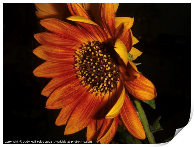 Red Sunflower 3 Print by Judy Hall-Folde