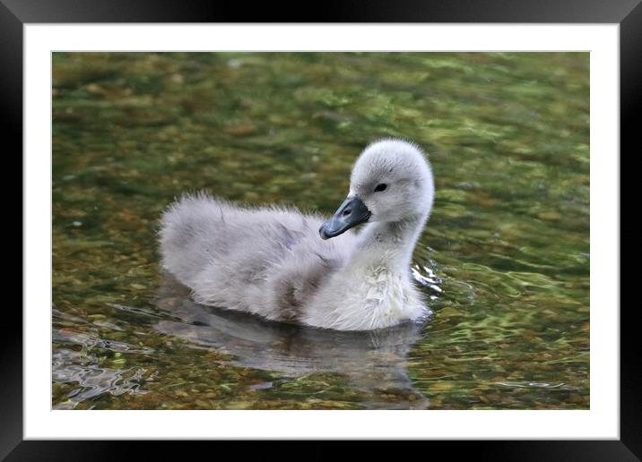 Cygnet Framed Mounted Print by Susan Snow