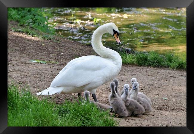 Swan and Cygnets Framed Print by Susan Snow