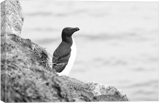 Solitary Razorbill Canvas Print by Pam Sargeant