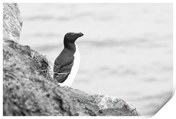 Solitary Razorbill Print by Pam Sargeant