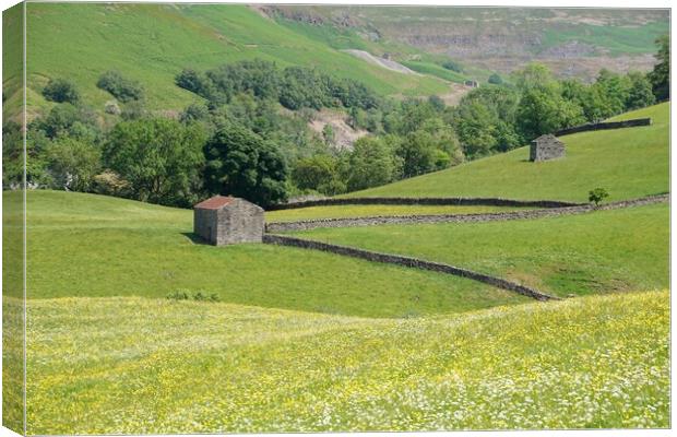 Swaledale barns and wildflower meadow. Canvas Print by David Birchall