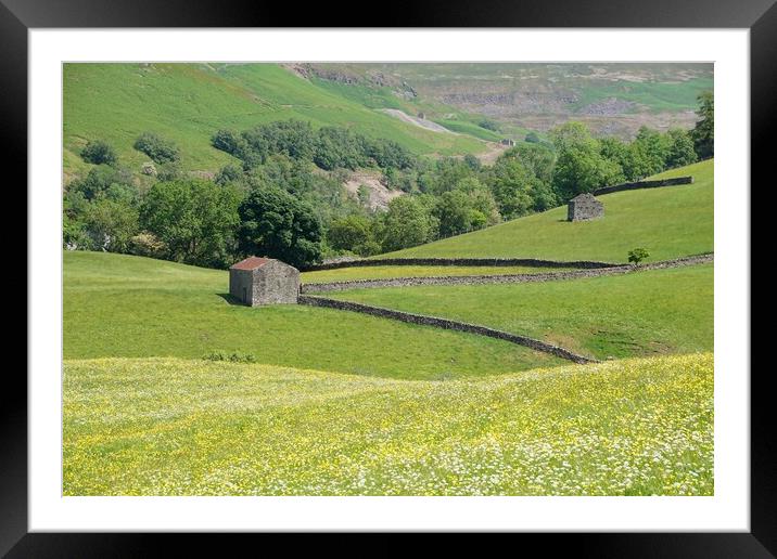 Swaledale barns and wildflower meadow. Framed Mounted Print by David Birchall