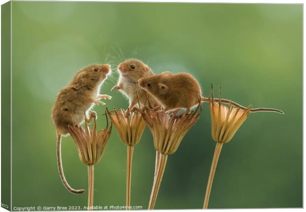 Countryside Rendezvous of Harvest Mice Canvas Print by Garry Bree