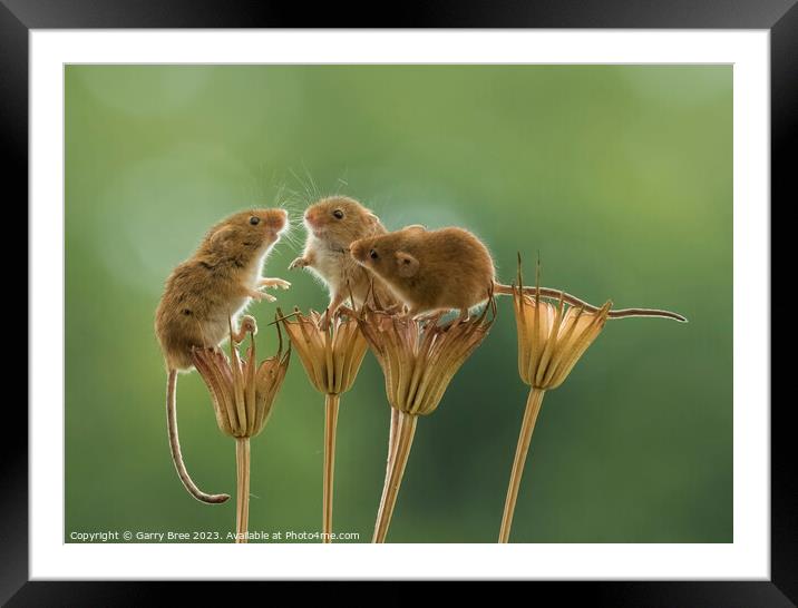 Countryside Rendezvous of Harvest Mice Framed Mounted Print by Garry Bree