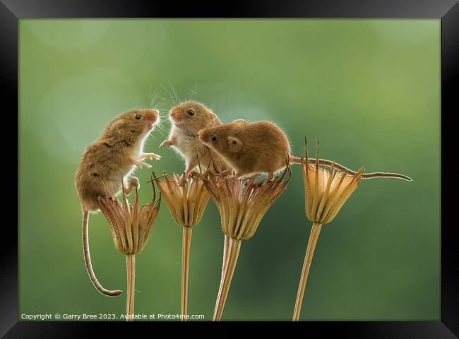 Countryside Rendezvous of Harvest Mice Framed Print by Garry Bree