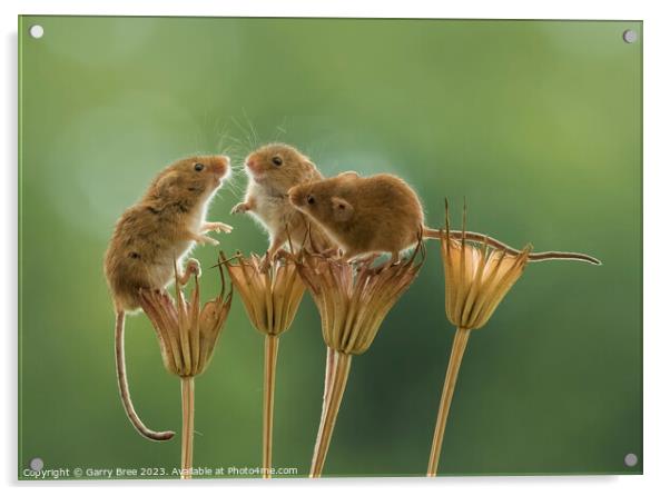 Countryside Rendezvous of Harvest Mice Acrylic by Garry Bree