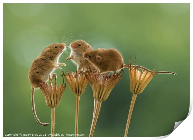 Countryside Rendezvous of Harvest Mice Print by Garry Bree
