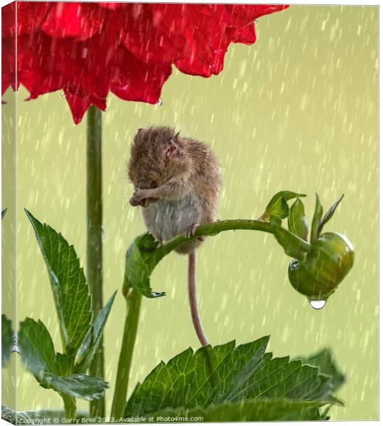 Delicate Harvest Mouse's Rainy Day Ritual Canvas Print by Garry Bree