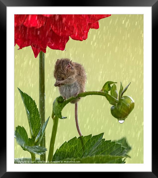 Delicate Harvest Mouse's Rainy Day Ritual Framed Mounted Print by Garry Bree