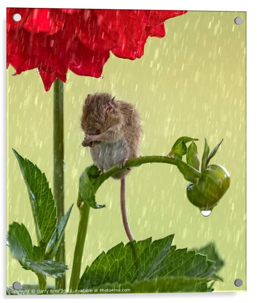 Delicate Harvest Mouse's Rainy Day Ritual Acrylic by Garry Bree