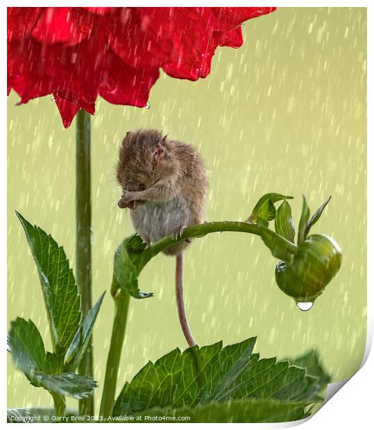 Delicate Harvest Mouse's Rainy Day Ritual Print by Garry Bree