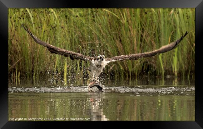 Osprey's Aerial Triumph with Trout Framed Print by Garry Bree