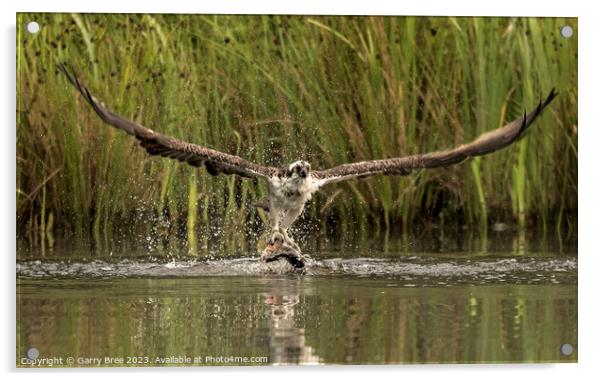 Osprey's Aerial Triumph with Trout Acrylic by Garry Bree