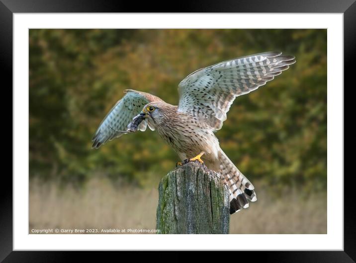 Kestrel's Triumph: A Captured Mouse Framed Mounted Print by Garry Bree