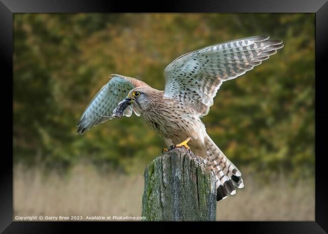 Kestrel's Triumph: A Captured Mouse Framed Print by Garry Bree