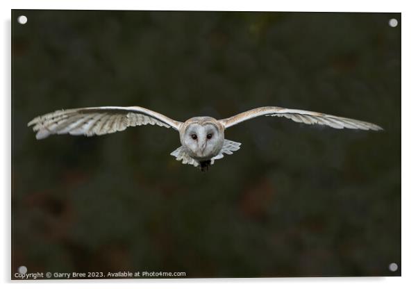 Soaring Barn Owl Encounter Acrylic by Garry Bree