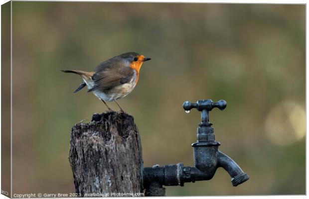 The Tap-Dwelling Redbreast Canvas Print by Garry Bree