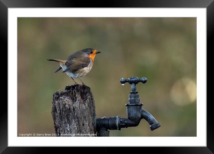 The Tap-Dwelling Redbreast Framed Mounted Print by Garry Bree