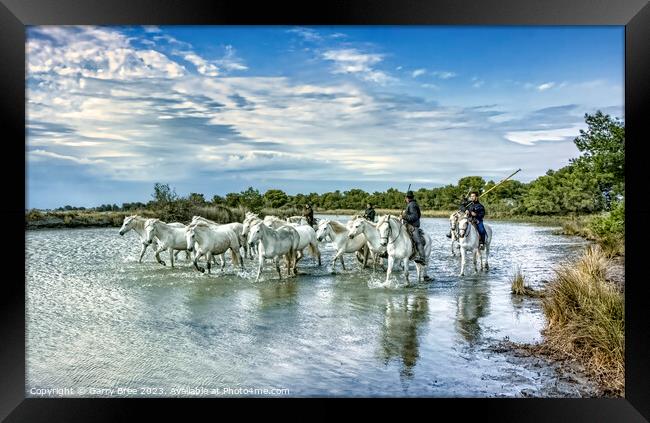 Dazzling Camargue Equines in Motion Framed Print by Garry Bree