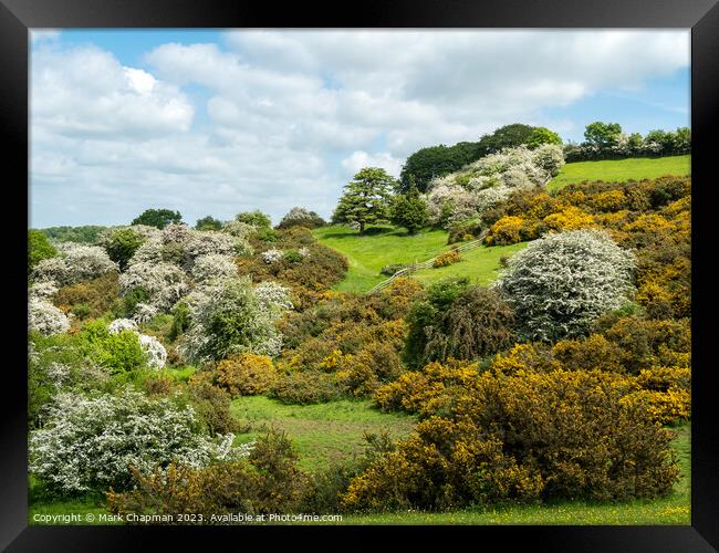 Spring blossom at Burrough Hill,Leicestershire Framed Print by Photimageon UK