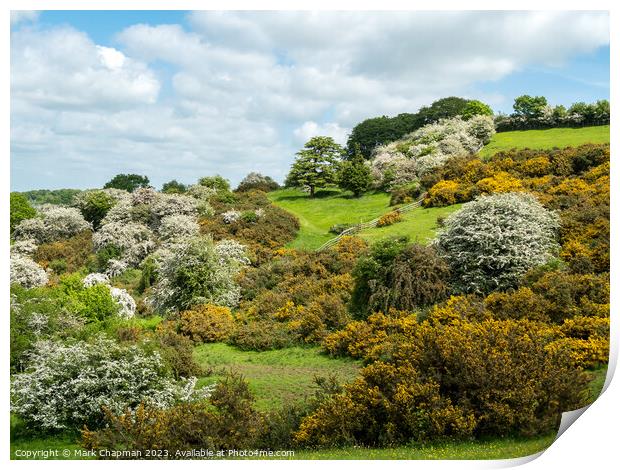 Spring blossom at Burrough Hill,Leicestershire Print by Photimageon UK