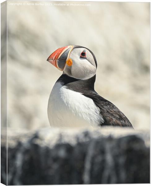 Cliff-dwelling Puffin Canvas Print by Aimie Burley
