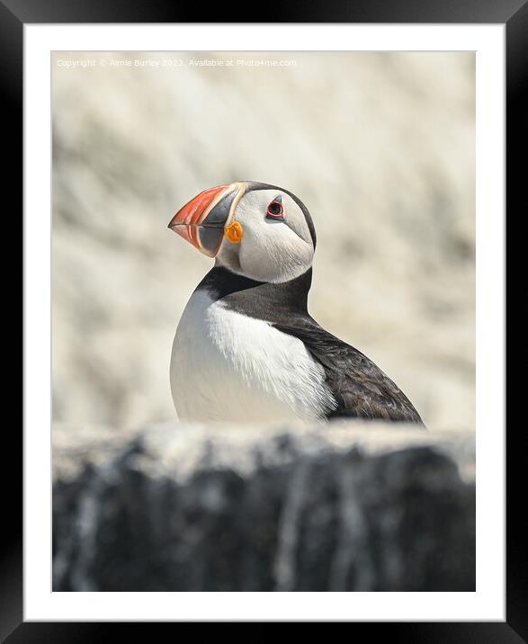 Cliff-dwelling Puffin Framed Mounted Print by Aimie Burley