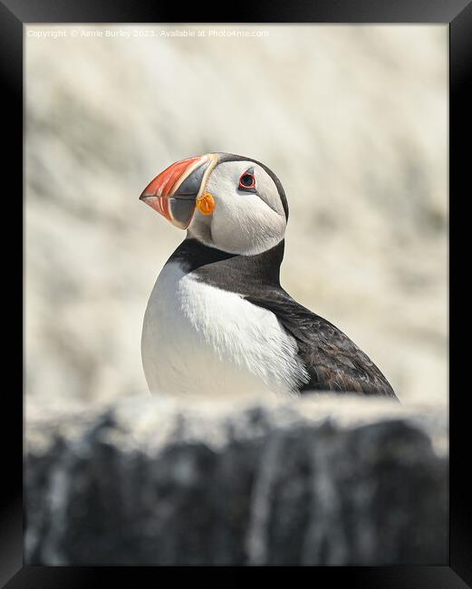 Cliff-dwelling Puffin Framed Print by Aimie Burley