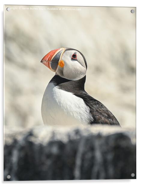 Cliff-dwelling Puffin Acrylic by Aimie Burley