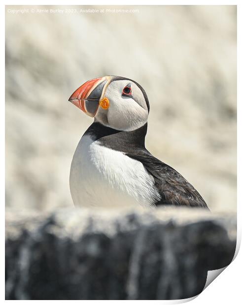 Cliff-dwelling Puffin Print by Aimie Burley