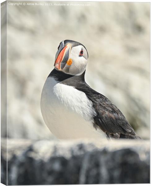 Regal Puffin Canvas Print by Aimie Burley