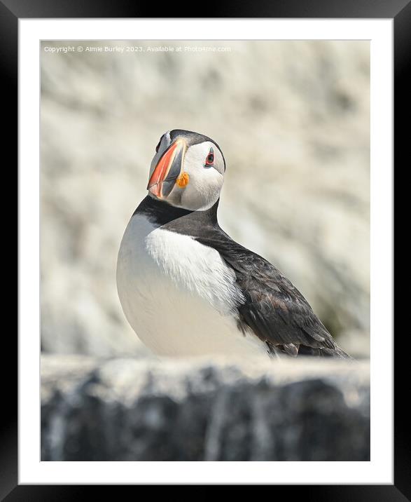 Regal Puffin Framed Mounted Print by Aimie Burley