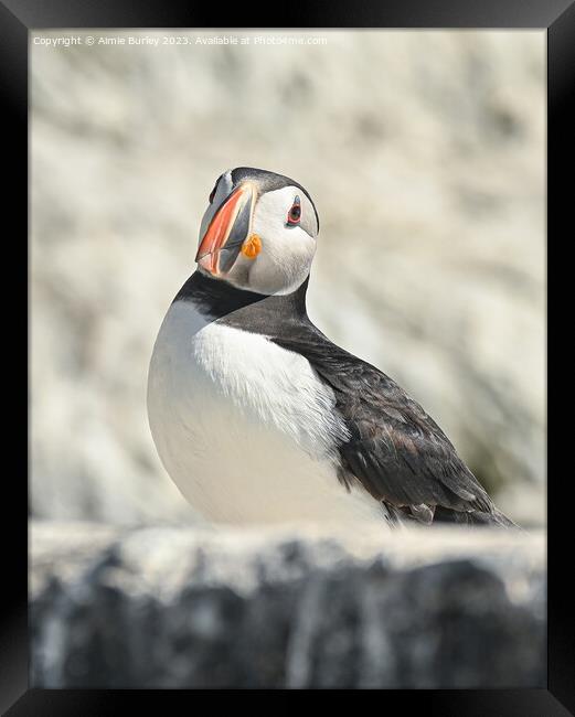 Regal Puffin Framed Print by Aimie Burley