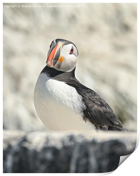 Regal Puffin Print by Aimie Burley