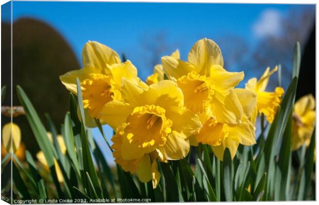 Yellow daffodils and blue sky Canvas Print by Linda Cooke