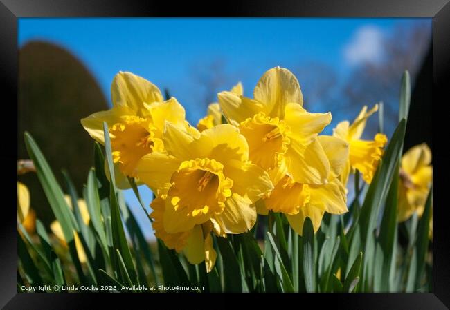 Yellow daffodils and blue sky Framed Print by Linda Cooke