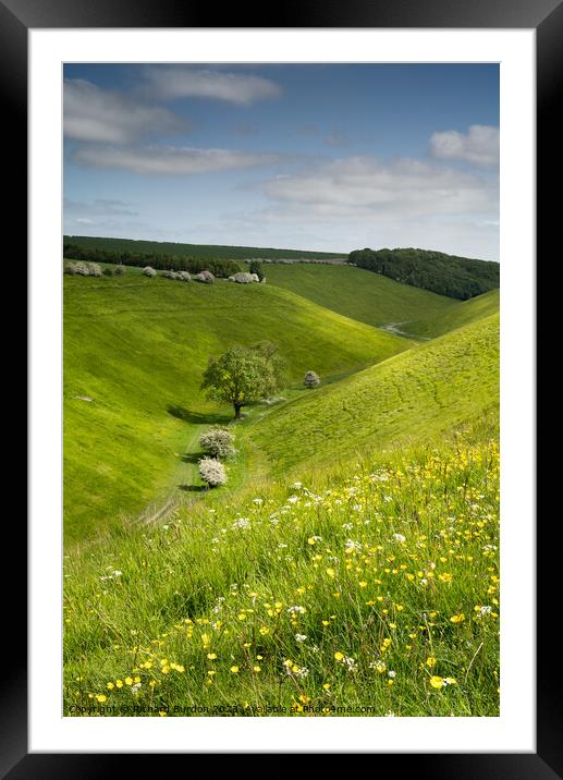 Buttercups And Dappled Light On Horsedale  Framed Mounted Print by Richard Burdon