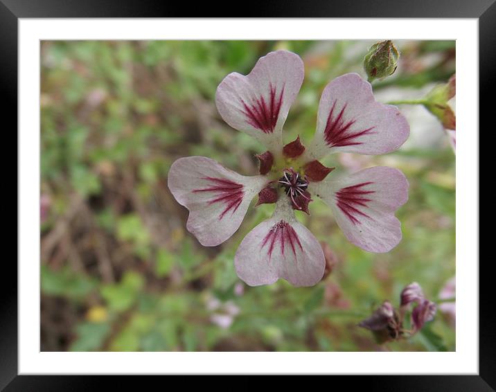Delicate flower Framed Mounted Print by Emily-Jane Christie