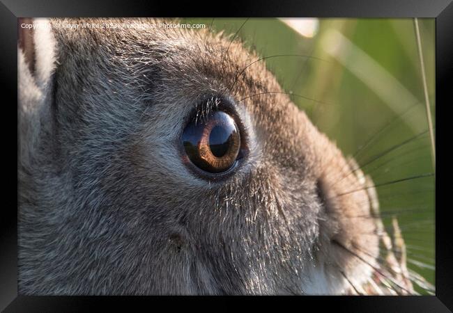 Wild rabbit bright eyes close-up Framed Print by Kevin White
